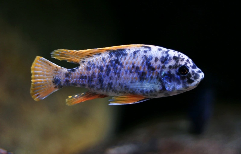 Labeotropheus fuelleborni 'Mitande Reef (Rocks)'
